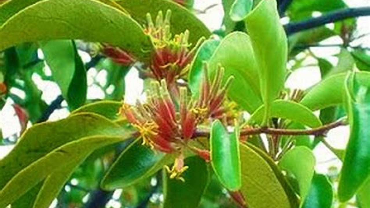 Manfaat Daun Benalu yang Jarang Diketahui